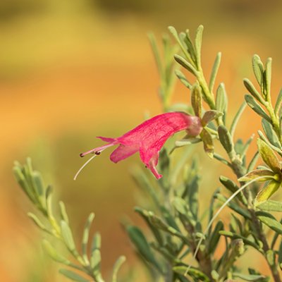 A single red flower on a shrub with small green leaves